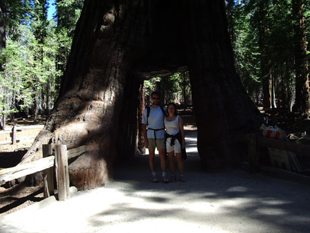 Tunnel Tree Tunnel Tree